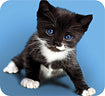 Deluxe Kitten Mouse Pad - Blue/Black/White